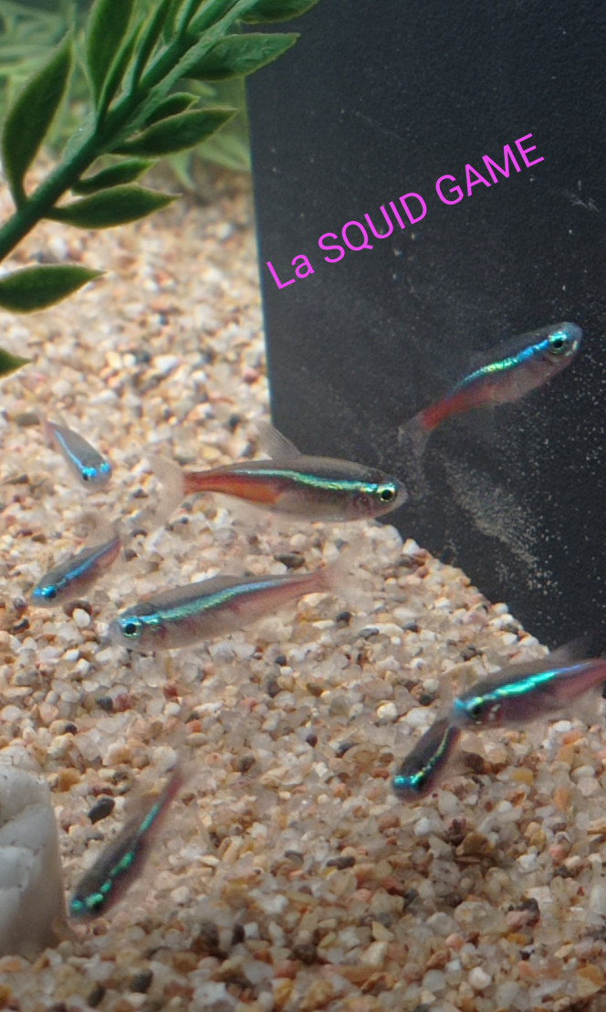 Jbl manado dark, sur le forum de discussions FishFish Aquarium et