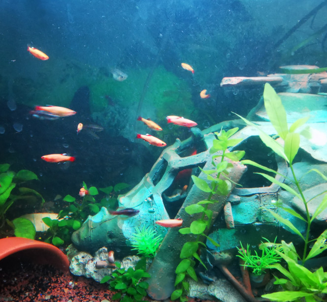 Les 6 meilleurs sol pour aquarium ! - Parlons Poissons