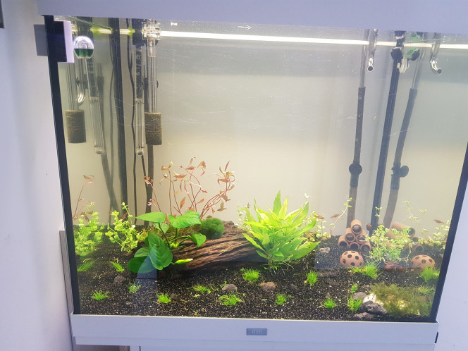 Commande plantes Floraquatic reçu et planté 