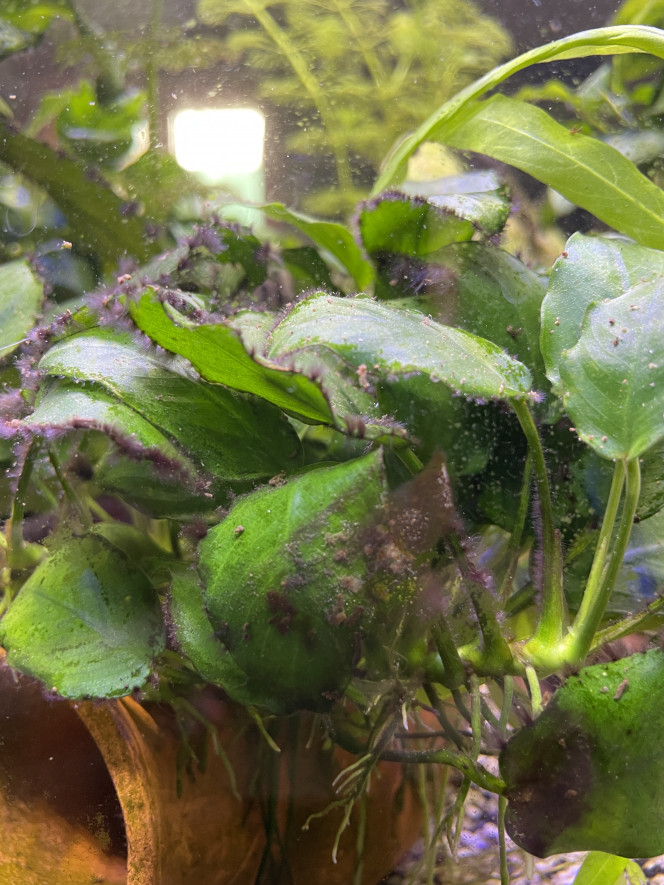 Comment se débarrasser des algues noires dans un aquarium ? —