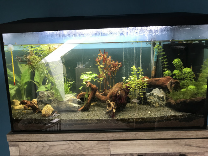 Nosaquariums, installer aquarium, eau, plantes et poissons