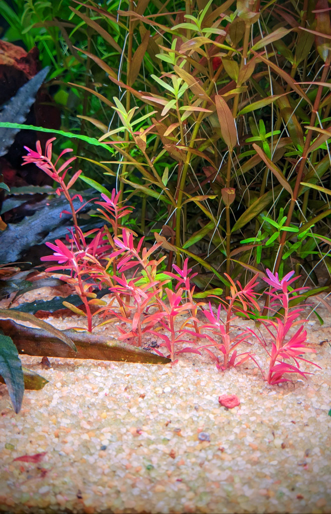 mini rotala blood red sg variant  ? 