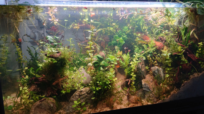 Fangorn Forest  J+14 C'est pour vous faire un point sur l'évolution de ce bac en low tech . Cela fait 2 semaine que le bac est mise en eau.

Le bloom est du au bactéries anaérobie que j'ai incorporé lors de la création du hardscape .
Pour un bac sans brassage et sans filtration la présence des bactéries aérobies et anaérobies sont très importants pour équilibrer le bac et c'est aussi la meilleur des préventions contre la ciano .

Là fin du bloom marquera une nouvelle étape dans la colonisation des bactéries. C'est le début de la normalisation .

En plus des bactéries que j'ai ajouté au départ , j'ai mis en place 2 zones de fermentation , là où une grosse quantité de mousse est train de se décomposé.

Cette décomposition organique va accélérer le processus de cyclage du bac .
Le résidu de cette fermentation est le no3, qui est capter par une très grosses population de plantes epiphytes .

J'ai commencé à introduire les planorbes hier , aujourd'hui j'ai introduit une trentaine de crevettes .

Le résultats , déjà une nette diminution des champignons sur les racines . Même s'il n'y avait pas bcp , le diminution est visible à l'œil nu .

Au niveau de la plantation , je vais juste observer leur évolution , et surveiller leur croissance .  Car les plantes de ce bac sont déjà pour la plupart mâture , leur acclimatation est donc plus rapide .

Pour la faune , en plus des planorbes et des neocaridinas déjà présentent dans ce bac , viendra s'ajouter en fin de cette semaine des Ostracodes , des gammares, des Daphnies , des asselles , des physes et des melanoides .

Ces detritivores vont se charger de purger la masse de plantes morte . Et à termes ils serviront de proies naturelles pour les poissons .