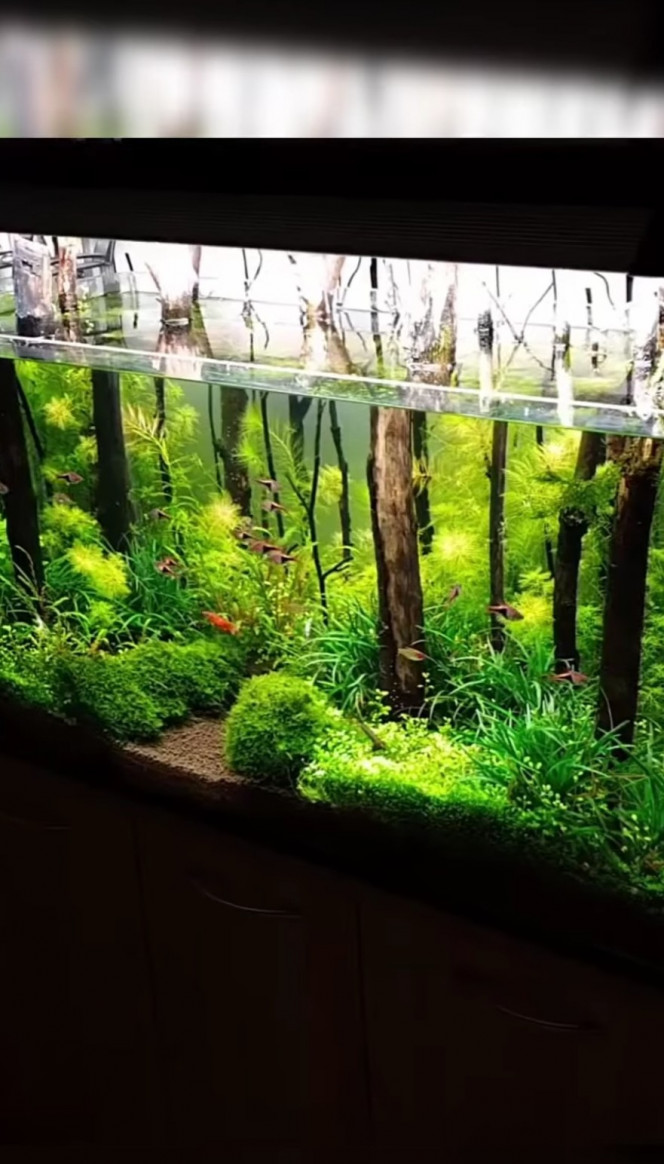 Décoration aquarium japonais : rendre son aquarium plus esthétique !