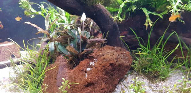 Photos du jour Bucephalandra en fleur pour la deuxième fois
Apistogramma macmasteri mâle. Femelle invisible aujourd'hui...
Le bac après entretien hebdomadaire