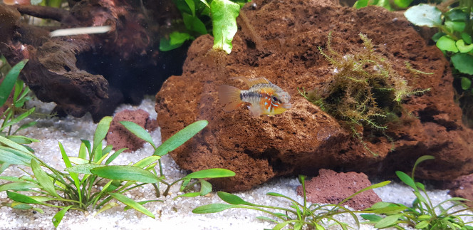 Photos du jour Bucephalandra en fleur pour la deuxième fois
Apistogramma macmasteri mâle. Femelle invisible aujourd'hui...
Le bac après entretien hebdomadaire