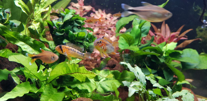 Apistogramma macmasteri - Couple La femelle s'est enfin habituée au bac et a pris une belle livrée. Elle ne se laisse plus enquiquinée par le couple d'Agassizii :)