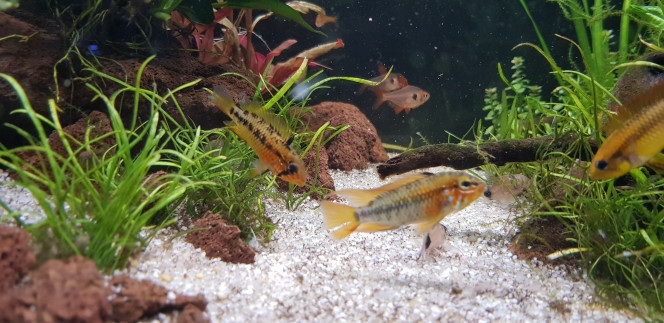 Apistogramma macmasteri - Couple La femelle s'est enfin habituée au bac et a pris une belle livrée. Elle ne se laisse plus enquiquinée par le couple d'Agassizii :)