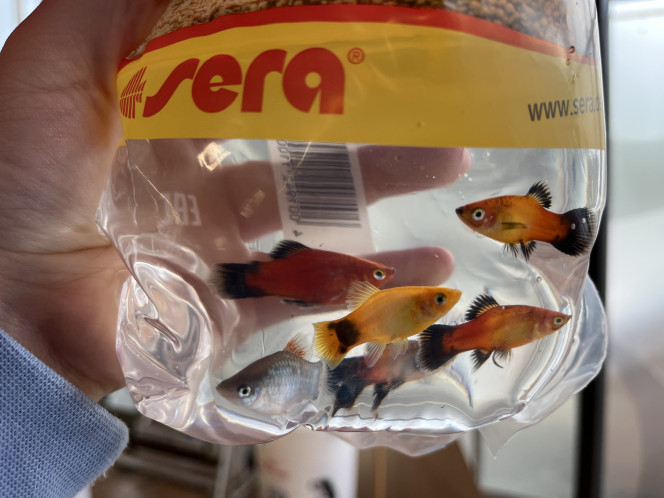 Platy de sélection Nos premiers arrivants ont été choisit avec attention. Nous avons un mickey jaune, un mickey bleu, un red wagtail, deux sunset wagtail,  puis deux autres avec  des variations de couleur.
Ils ont embelli notre aquarium ?