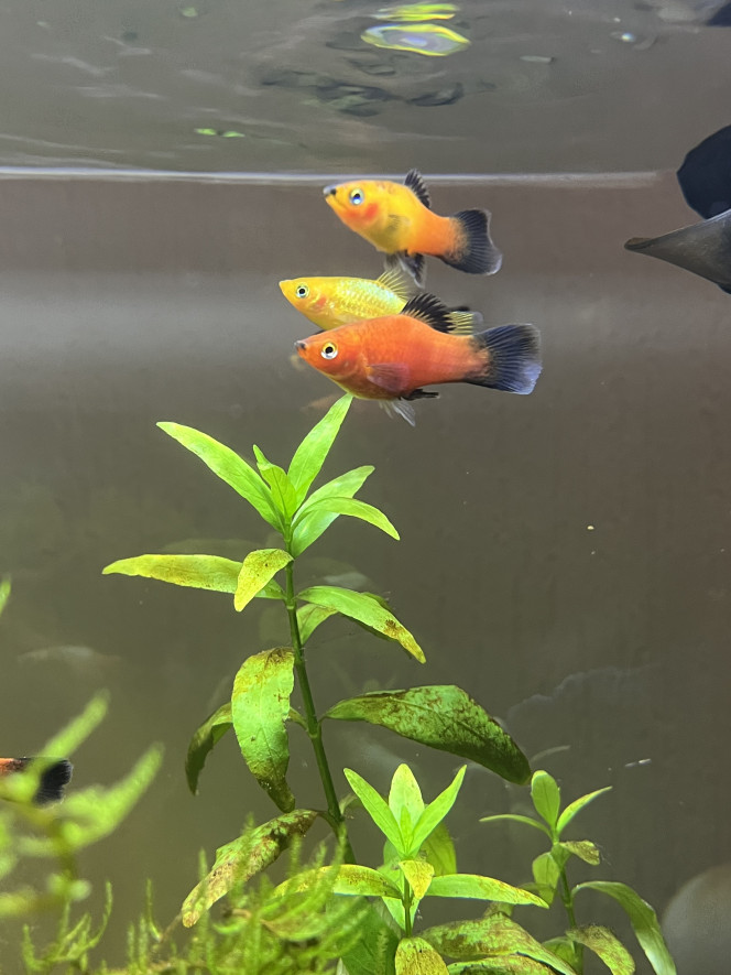 Platy Nos premiers arrivant dans l’aquarium ! 
L’attente a été longue ☺️