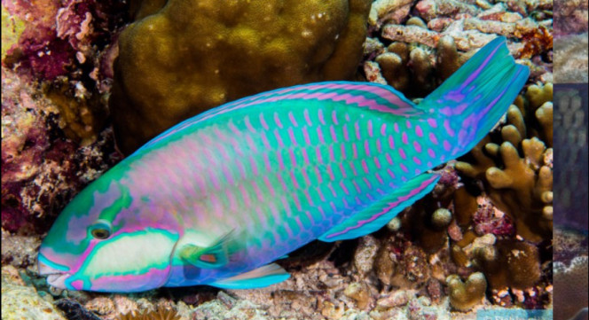 Poisson perroquet  (Scaridae) Le perroquet à joue blanche est un poisson tropical commun dans les eaux peu profondes des zones récifales et des lagons de la zone Indo-Pacifique. Les femelles ont un corps brun foncé avec des bandes claires sur les flancs tandis que les mâles sont de couleur verte et parcourent les coraux en solitaire.