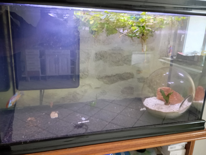 deux en un je vous présente mon aquarium de 140 litres, il héberge un de couple de joyaux rouge