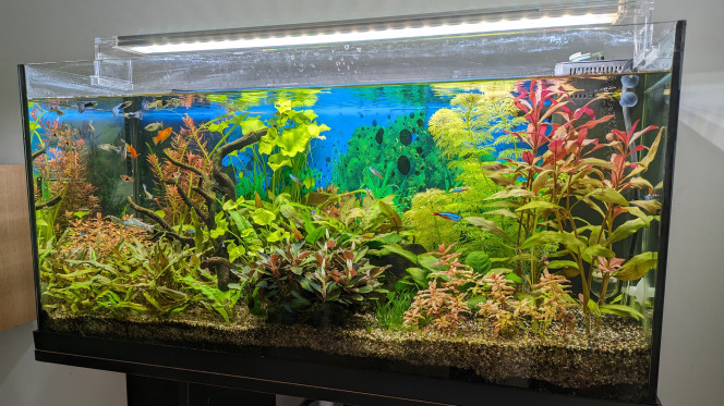  Ajout de plantes rouges (rotala rotundifolia, rotala macrandra) et remplacement du couvercle par une rampe led.