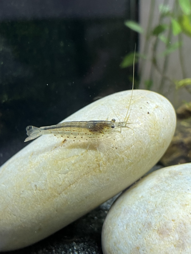 Caridina Nos 7 amanos se portent à merveille :D