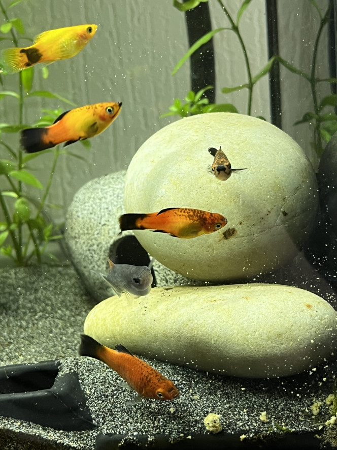 Platy Nos 6 platys regroupés au même endroit chassant la nourriture des Sewellia