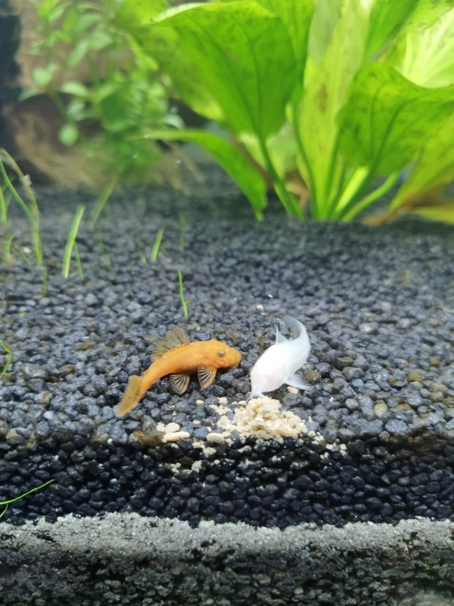 Corydoras et ancistrus <3 Les corydoras ont intégrés le bac :) 

Ça se dispute les pastilles de fond mais au bout du compte, chacun a trouvé sa place !