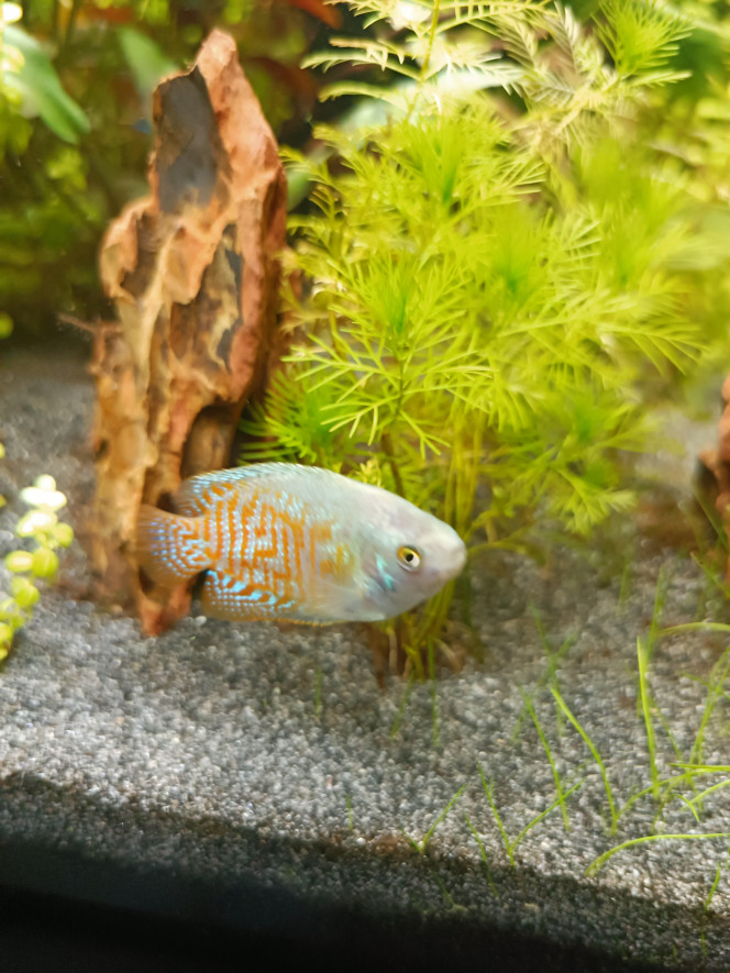 Gourami mâle 