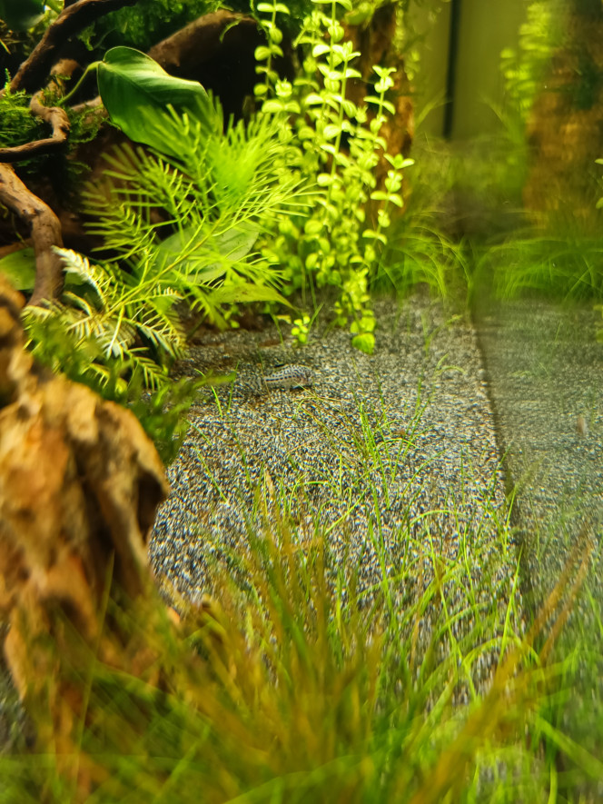 Corydoras Leopard 