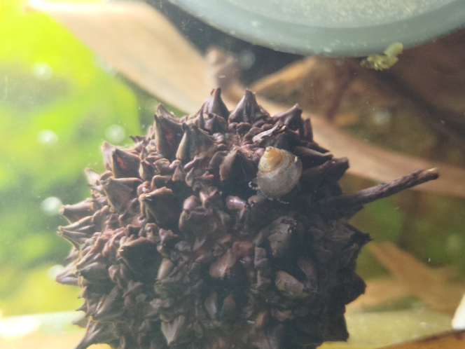 Bébé Filopaludina Sumatrensis Polygramma Un petit Filo qui fait sa vie sur un fruit de liquidambar