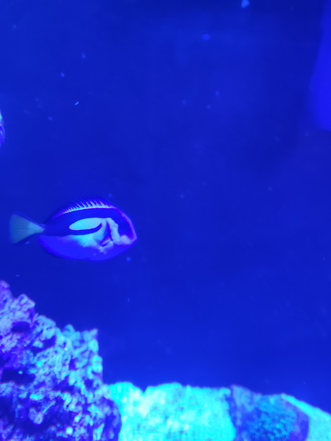 Paracanthurus hepatus 