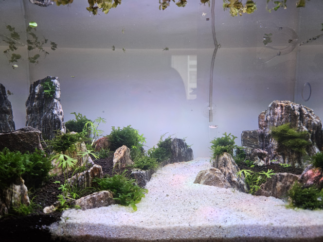 Jour 44 Quelques modifications apportées sur le hardscape après de très précieux conseils de la part de la communauté fish fish. 
Merci à tous ! C'est pour ainsi dire beaucoup mieux, vous êtes des génies