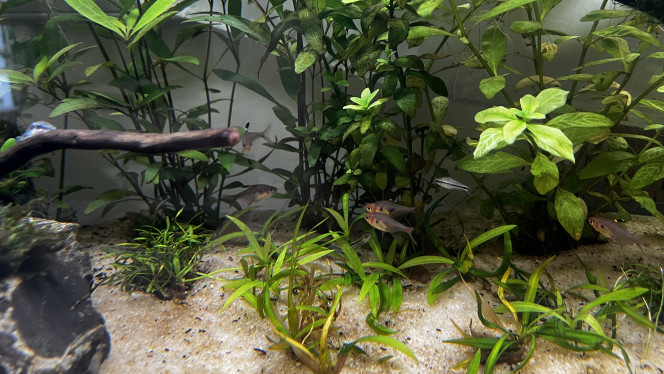 Après 1 mois... Voila un mois que l'aquarium est en eau.

Les anciens locataires du 96l sont maintenant acclimatés à leur nouvelle demeure (depuis 4j) et de nouveaux arrivants ont fait leur apparition :

+ 6 Otocinclus vittatus ;
+ 5 Corydoras pygmaeus (venant rejoindre le groupe de 5 déjà présent) ;
+ 10 Hyphessobrycon sweglesi
+ 1 Nerite "green speed"
+ 1 Nerite tacheté
+ 2 Nerite "King Koopa"

Pour le moment, tout ce petit monde s'entend bien, je compte sur les tetra pour réguler les naissances des Endler... Nous verrons bien !!

Sinon au point de vu de l'aquarium, toujours ce souci d'algues brunes/noirâtres  malgré l’adjonction du CO2 mais on va voir avec l'ensemble des mangeurs d'algues si quelque chose y fait (on va tout faire pour faire disparaitre ça de manière naturelle).

Les plantes ont bien poussées même si il y a quelques pertes (notamment chez les "tapissantes").