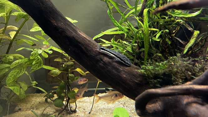 Après 1 mois... Voila un mois que l'aquarium est en eau.

Les anciens locataires du 96l sont maintenant acclimatés à leur nouvelle demeure (depuis 4j) et de nouveaux arrivants ont fait leur apparition :

+ 6 Otocinclus vittatus ;
+ 5 Corydoras pygmaeus (venant rejoindre le groupe de 5 déjà présent) ;
+ 10 Hyphessobrycon sweglesi
+ 1 Nerite "green speed"
+ 1 Nerite tacheté
+ 2 Nerite "King Koopa"

Pour le moment, tout ce petit monde s'entend bien, je compte sur les tetra pour réguler les naissances des Endler... Nous verrons bien !!

Sinon au point de vu de l'aquarium, toujours ce souci d'algues brunes/noirâtres  malgré l’adjonction du CO2 mais on va voir avec l'ensemble des mangeurs d'algues si quelque chose y fait (on va tout faire pour faire disparaitre ça de manière naturelle).

Les plantes ont bien poussées même si il y a quelques pertes (notamment chez les "tapissantes").