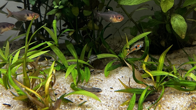 Après 1 mois... Voila un mois que l'aquarium est en eau.

Les anciens locataires du 96l sont maintenant acclimatés à leur nouvelle demeure (depuis 4j) et de nouveaux arrivants ont fait leur apparition :

+ 6 Otocinclus vittatus ;
+ 5 Corydoras pygmaeus (venant rejoindre le groupe de 5 déjà présent) ;
+ 10 Hyphessobrycon sweglesi
+ 1 Nerite "green speed"
+ 1 Nerite tacheté
+ 2 Nerite "King Koopa"

Pour le moment, tout ce petit monde s'entend bien, je compte sur les tetra pour réguler les naissances des Endler... Nous verrons bien !!

Sinon au point de vu de l'aquarium, toujours ce souci d'algues brunes/noirâtres  malgré l’adjonction du CO2 mais on va voir avec l'ensemble des mangeurs d'algues si quelque chose y fait (on va tout faire pour faire disparaitre ça de manière naturelle).

Les plantes ont bien poussées même si il y a quelques pertes (notamment chez les "tapissantes").