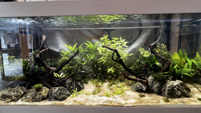 Après 1 mois Voila un mois que l'aquarium est en eau.

Les anciens locataires du 96l sont maintenant acclimatés à leur nouvelle demeure (depuis 4j) et de nouveaux arrivants ont fait leur apparition :

+ 6 Otocinclus vittatus ;
+ 5 Corydoras pygmaeus (venant rejoindre le groupe de 5 déjà présent) ;
+ 10 Hyphessobrycon sweglesi
+ 1 Nerite "green speed"
+ 1 Nerite tacheté
+ 2 Nerite "King Koopa"

Pour le moment, tout ce petit monde s'entend bien, je compte sur les tetra pour réguler les naissances des Endler... Nous verrons bien !!

Sinon au point de vu de l'aquarium, toujours ce souci d'algues brunes/noirâtres  malgré l’adjonction du CO2 mais on va voir avec l'ensemble des mangeurs d'algues si quelque chose y fait (on va tout faire pour faire disparaitre ça de manière naturelle).

Les plantes ont bien poussées même si il y a quelques pertes (notamment chez les "tapissantes").