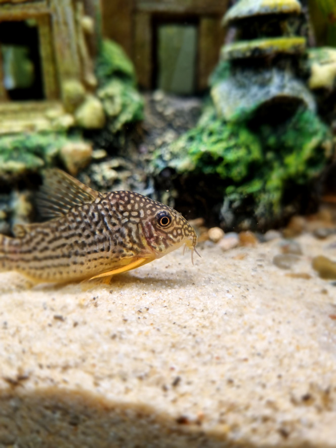 Corydoras sterbai 