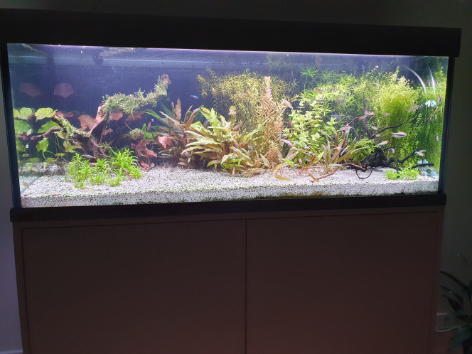 Nouvelle disposition ! Envie de remettre en valeur les racines et de mettre à l'honneur les lotus.
Plus d'espace de nage pour les poissons aussi !