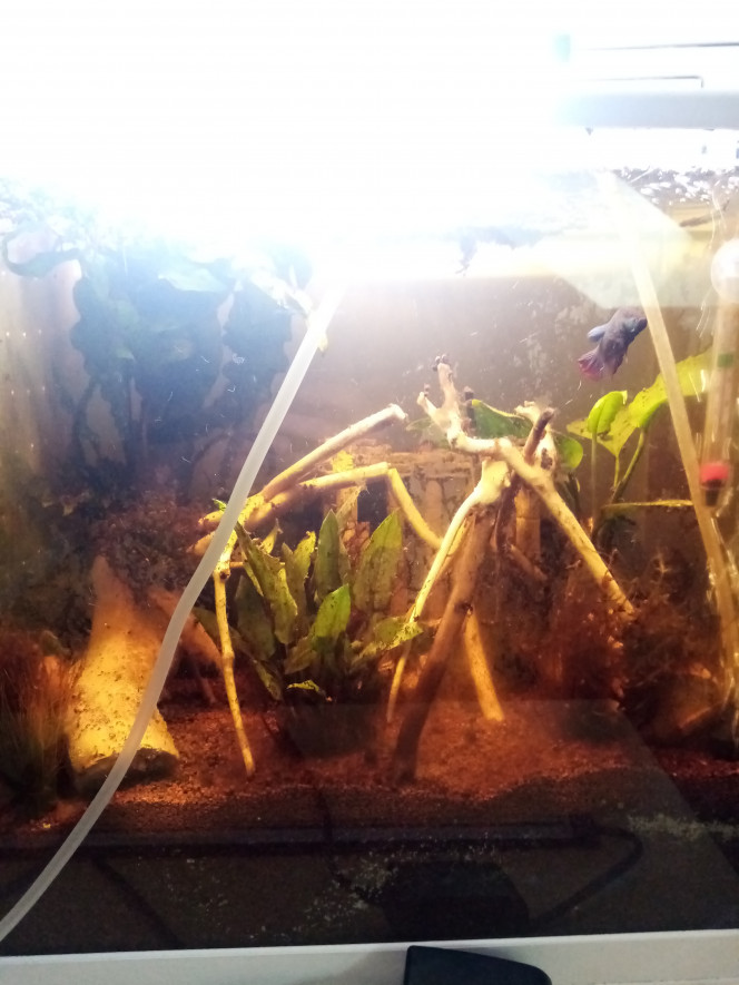 Compartiment de Grosse Betta. 28l net 38l brut 