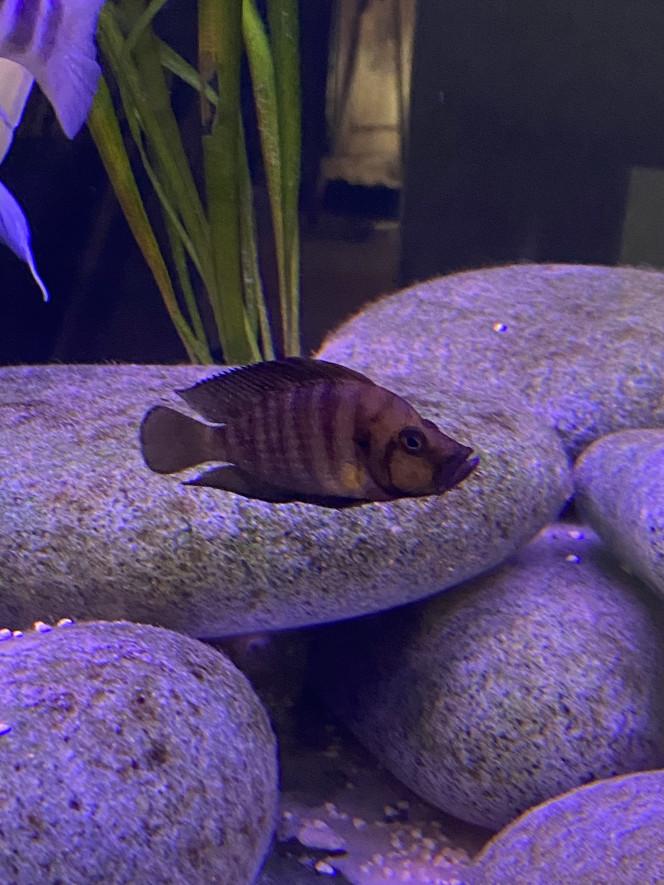 Mes altolamprologus J’adore ces poissons au caractère bien trempé mais cool à la fois.