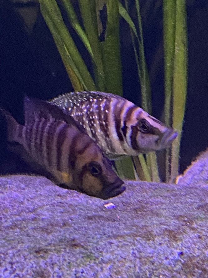 Mes altolamprologus J’adore ces poissons au caractère bien trempé mais cool à la fois.