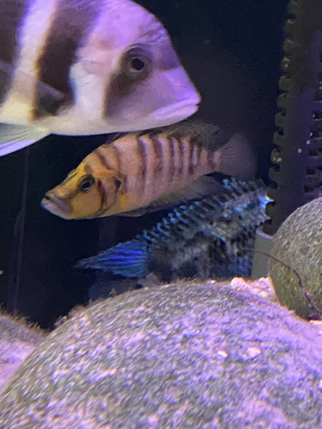 Mes altolamprologus J’adore ces poissons au caractère bien trempé mais cool à la fois.