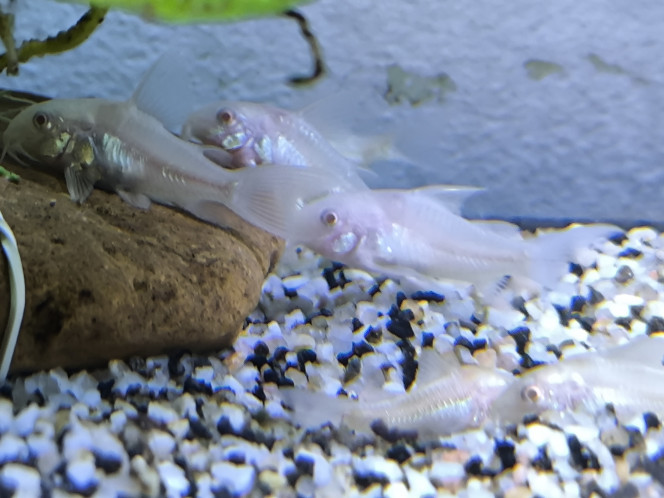 Corydoras albinos juvéniles 