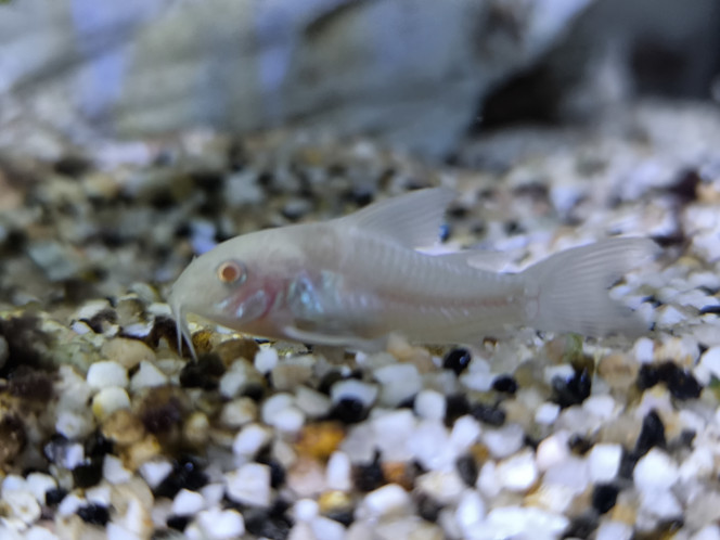 Corydoras albinos juvéniles 