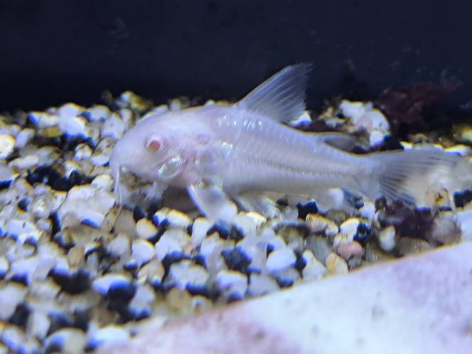 Corydoras albinos juvéniles 