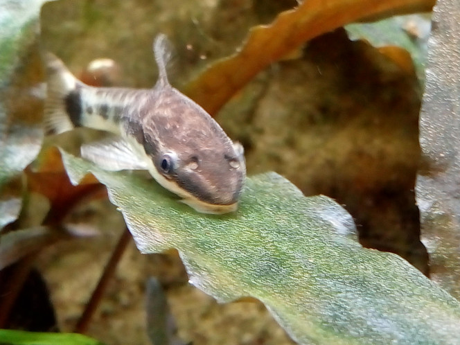 Otocinclus 