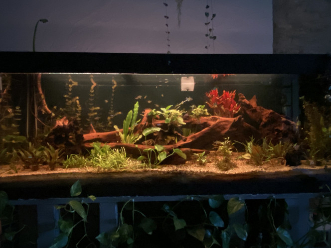 Opération nettoyage des racines et des plantes terminé Beau travail des escargots, crevettes et otocinclus.