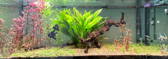 jardinage ça fait maintenant plus 2 ans que cet aquarium est en activité. Aujourd'hui, un peu de jardinage. J'ai retiré certaines plantes pour réaménager un peu