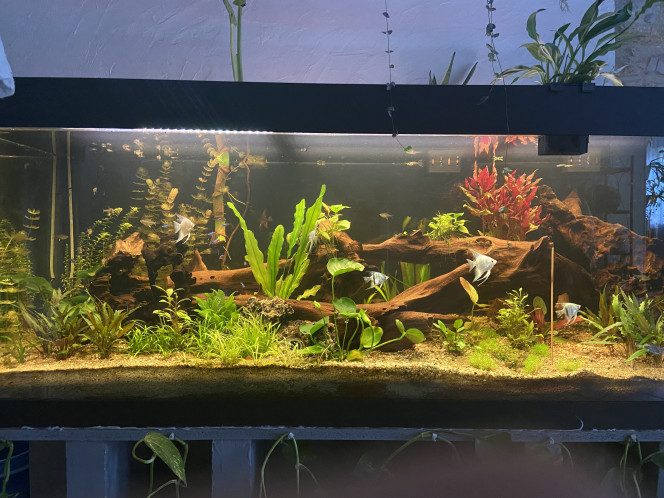 Tout le monde est arrivé Scalaires
Khulis
Otocinclus
Cardinalis
Teras citron
3 couples d’apisto
Cardina
Et quelques escargots