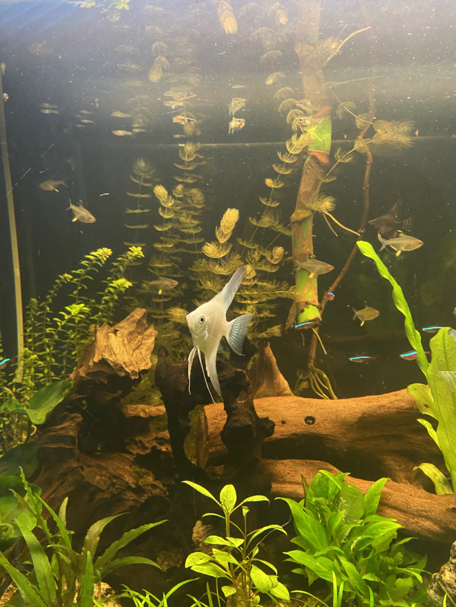 Tout le monde est arrivé Scalaires
Khulis
Otocinclus
Cardinalis
Teras citron
3 couples d’apisto
Cardina
Et quelques escargots