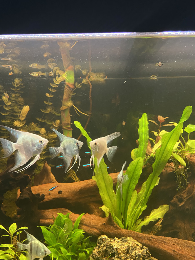 Tout le monde est arrivé Scalaires
Khulis
Otocinclus
Cardinalis
Teras citron
3 couples d’apisto
Cardina
Et quelques escargots