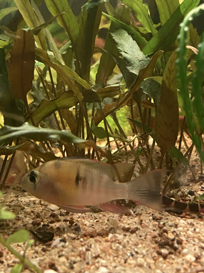 Tout le monde est arrivé Scalaires
Khulis
Otocinclus
Cardinalis
Teras citron
3 couples d’apisto
Cardina
Et quelques escargots