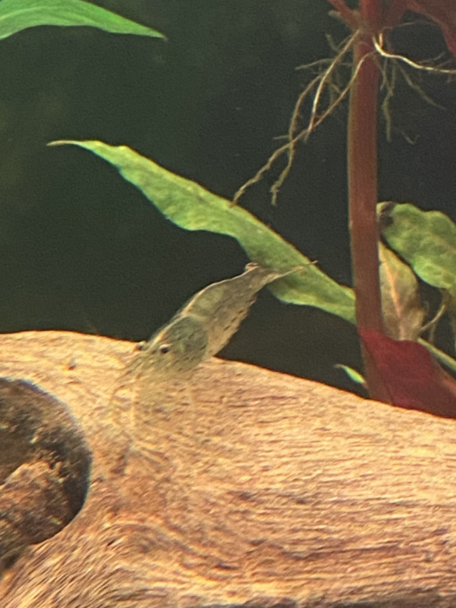 Tout le monde est arrivé Scalaires
Khulis
Otocinclus
Cardinalis
Teras citron
3 couples d’apisto
Cardina
Et quelques escargots