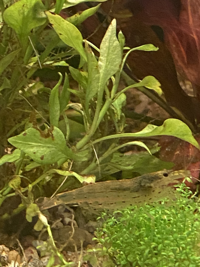 Tout le monde est arrivé Scalaires
Khulis
Otocinclus
Cardinalis
Teras citron
3 couples d’apisto
Cardina
Et quelques escargots