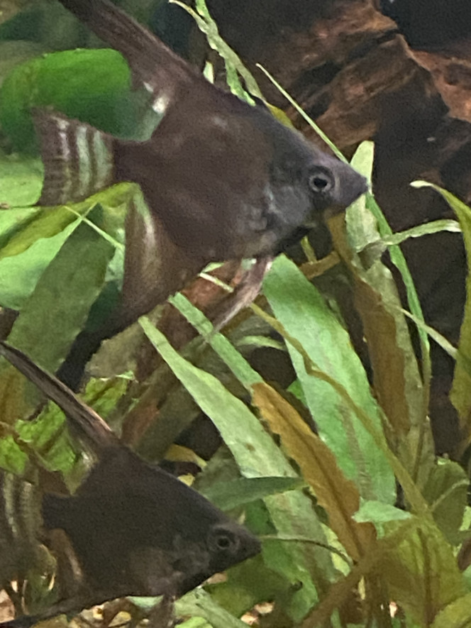 Tout le monde est arrivé Scalaires
Khulis
Otocinclus
Cardinalis
Teras citron
3 couples d’apisto
Cardina
Et quelques escargots