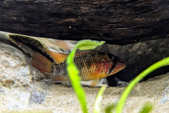 Apistogramma 