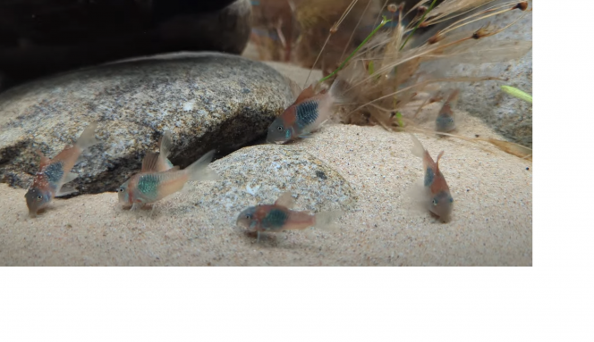 Corydoras Venezuela sp. orange 